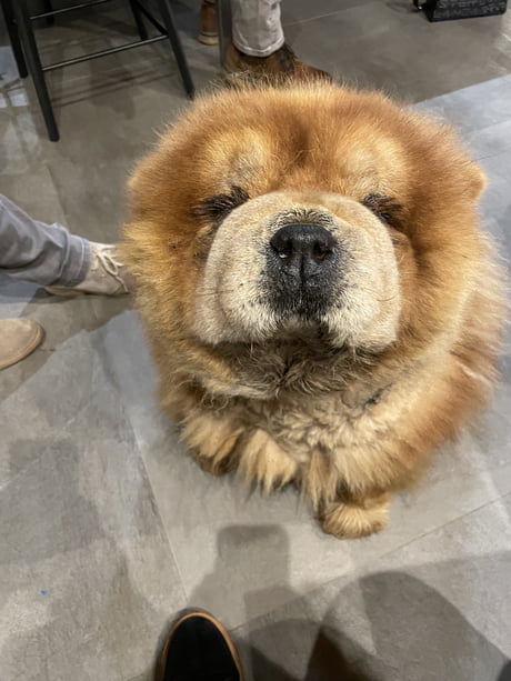 best chow chow