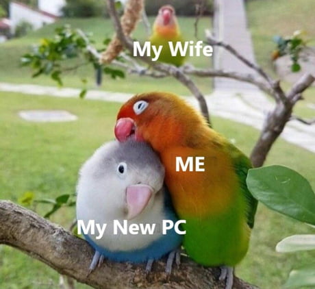 Best 30 Lovebirds Fun On 9gag