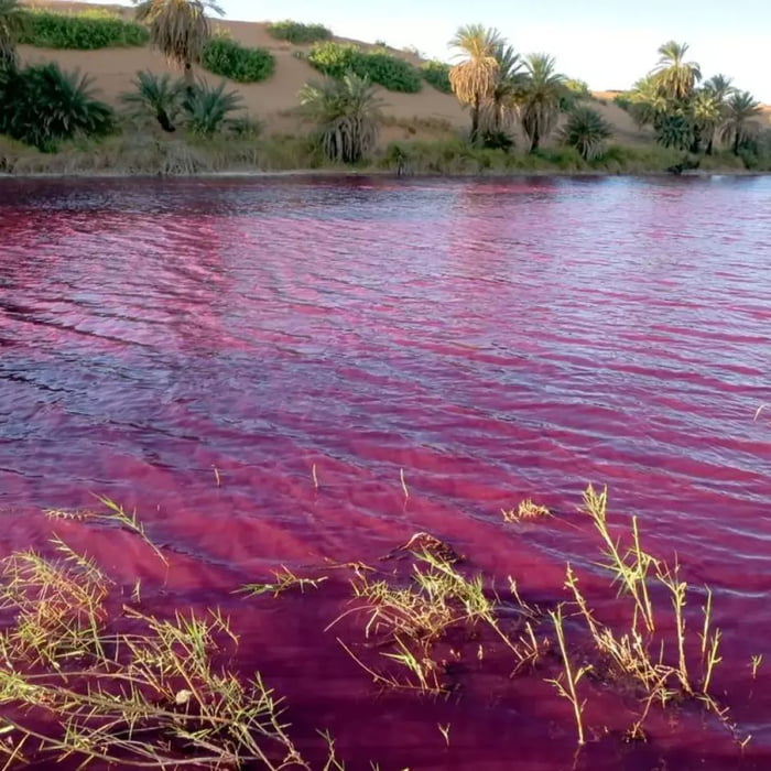 Nile River running red (aka “burgundyblood phenomenon") 9GAG