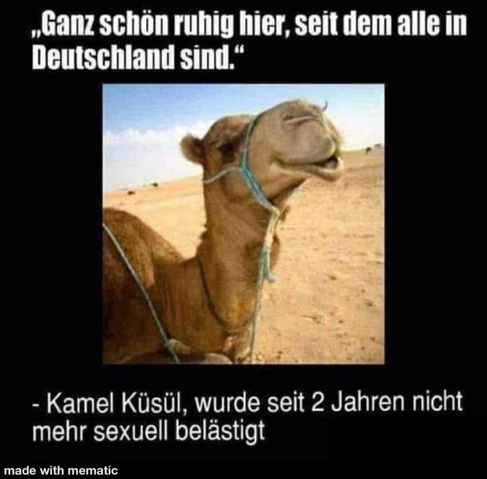 Kamele sind die besseren Pferde 9GAG