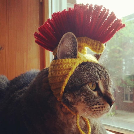 A Roman cat