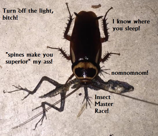 Insect is Winsect!