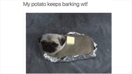 pug butter