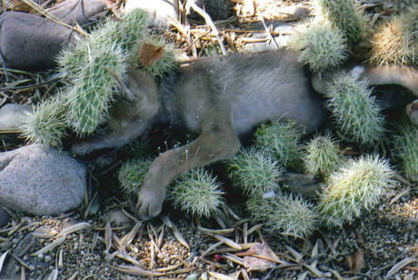 Arizona Golf Course Workers Save Coyote Puppy Covered In Cactus Spines  (PHOTOS, VIDEO)