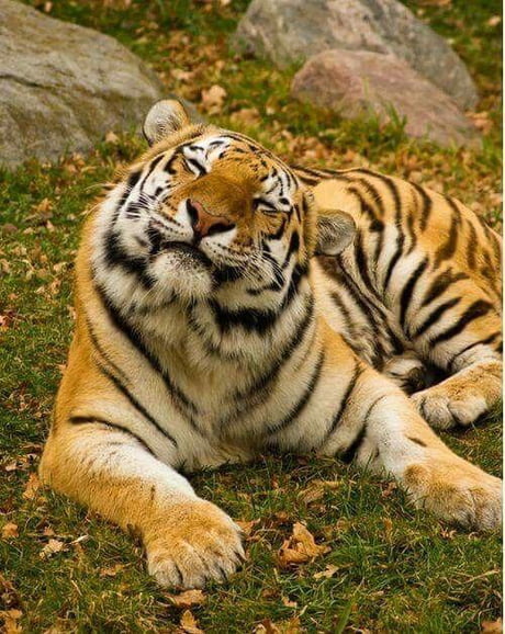 Why tigers have stripes •