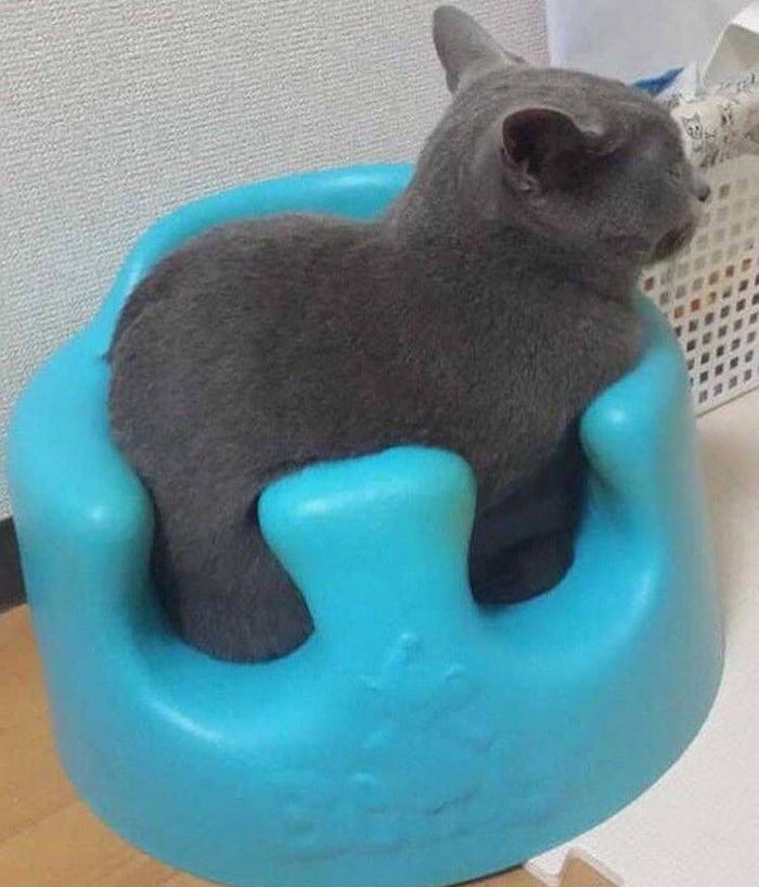 The way the cat fits in this