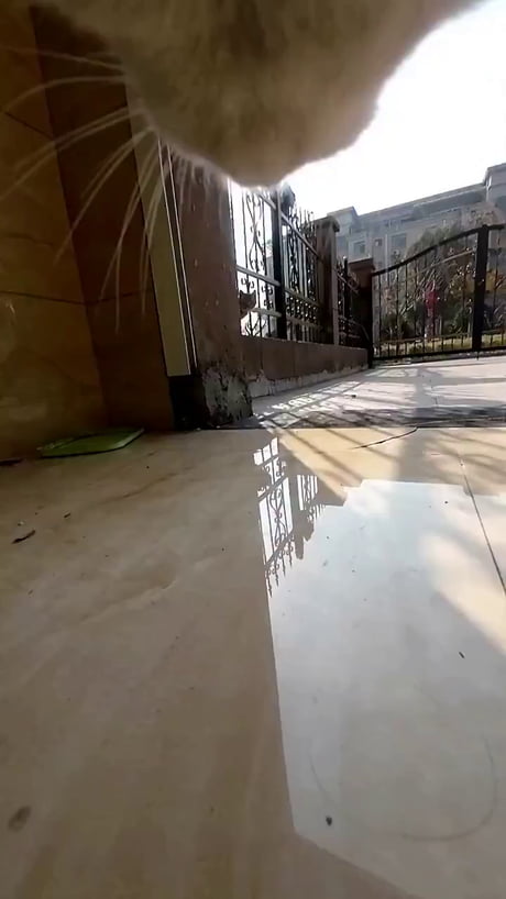 This cat greet all his friends everyday