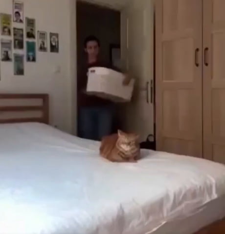 That's a very squishable cat I must say