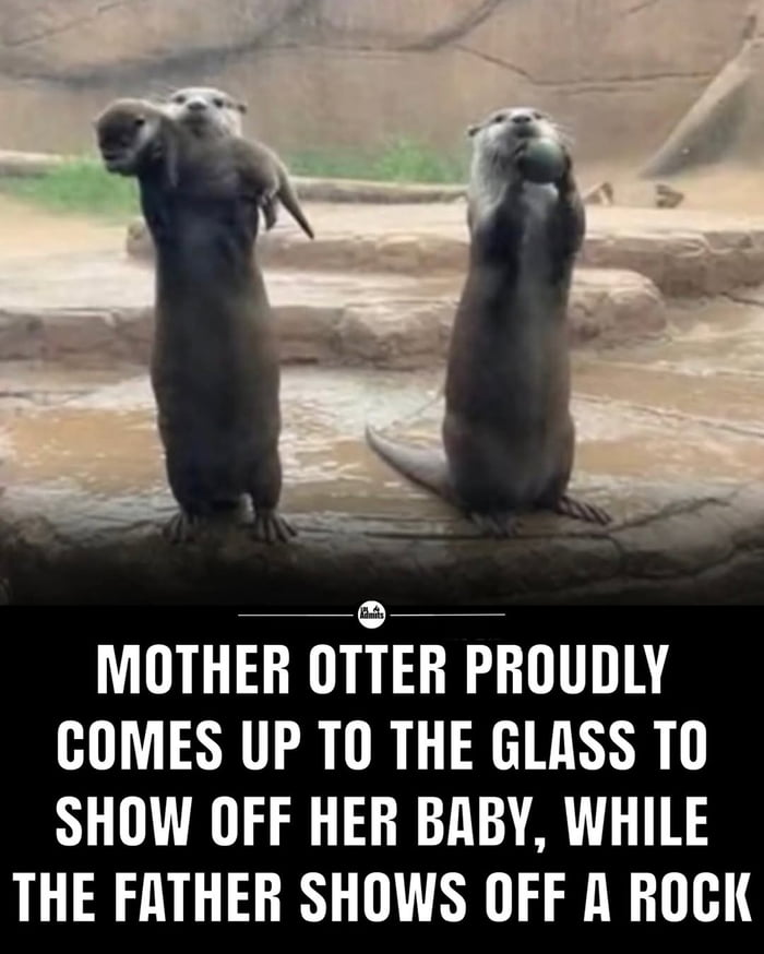 Mom showing off the baby vs dad showing off his cool rock
