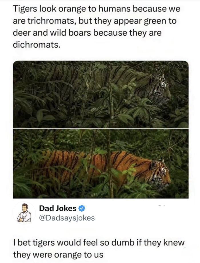 Big orange