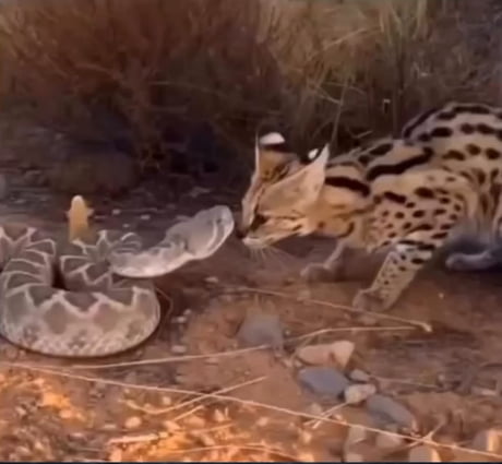 African Serval Cat