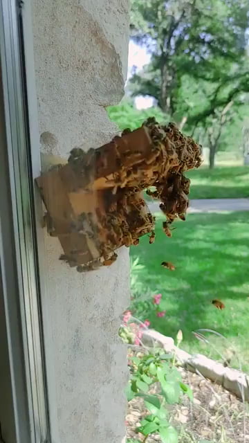 This indoor beehive is buzzing with activity