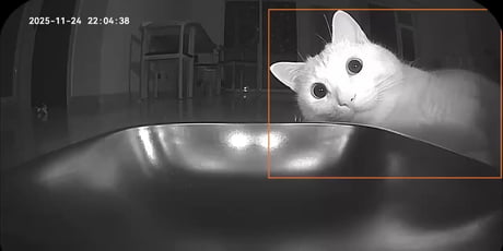 Cat after getting an auto feeder. Waiting all night