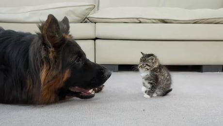 The German Shepherd and the kitten became best friends on their first day.