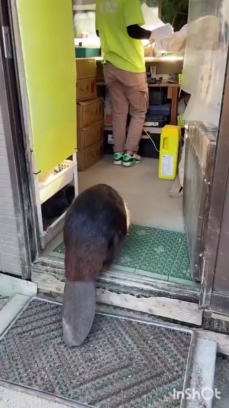 Another whopper! Can snatch more than one large carrot.