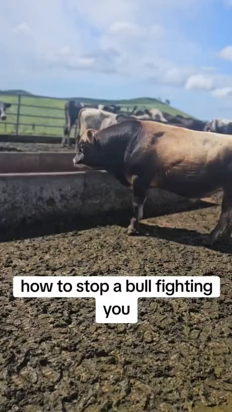 How to deal with a bully