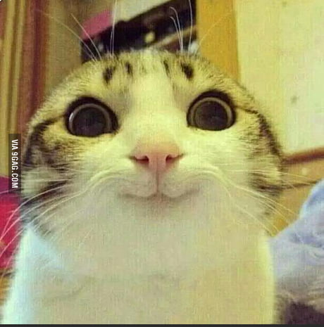 crazy cat face meme