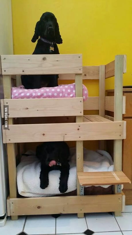 Dog Bunk Beds Anyone 9gag, Large Dog Bunk Beds