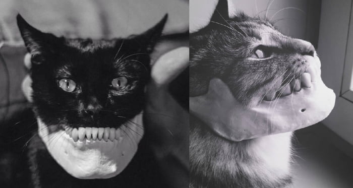 This is what cats look like with human jawbones.