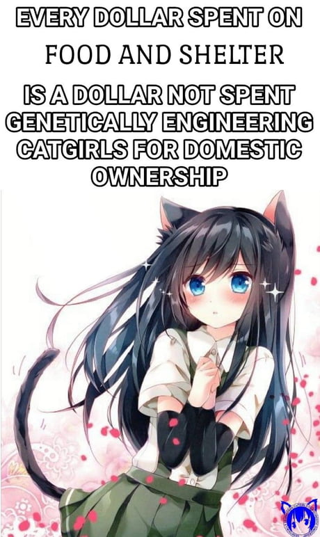 Genetically engineered catgirls for domestic ownership - 9GAG