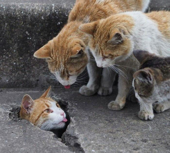 Images of stray cats having fun