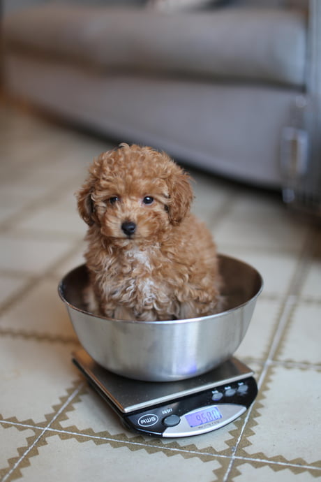 what do toy poodles weigh