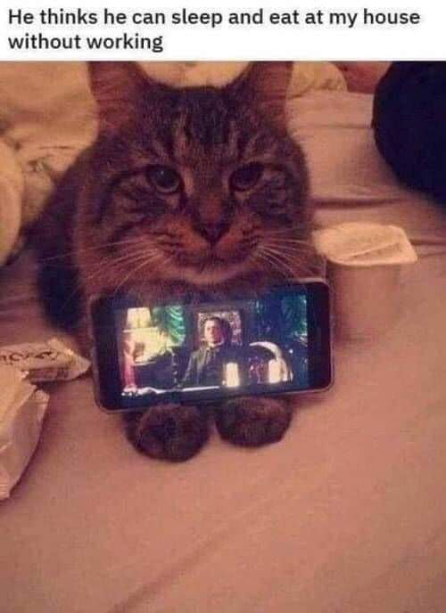Not in my house Mr Whiskers.