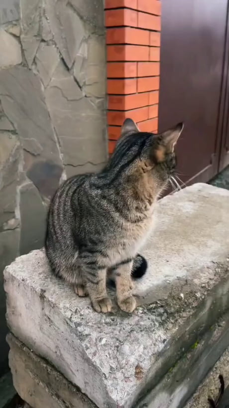 Angry meow meow