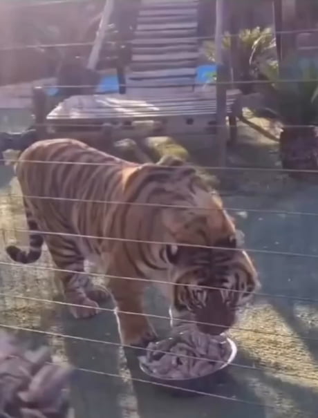Incredible Tiger Roar. (Earphones recommended)
