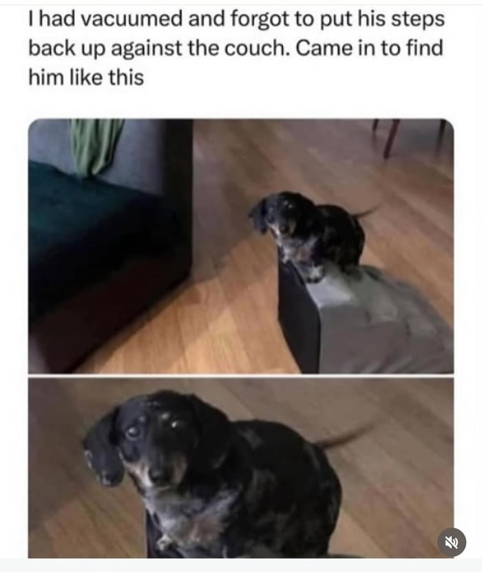 Forgive me weenie dog