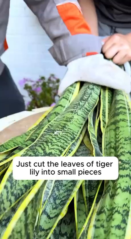 Green thumb