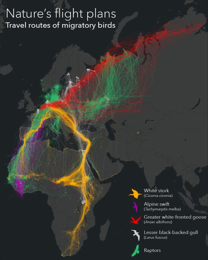 Nature's flight plans - 9GAG