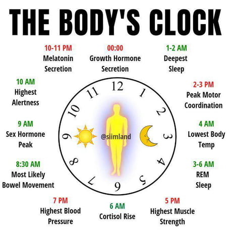 Best Funny bodyclock Memes - 9GAG