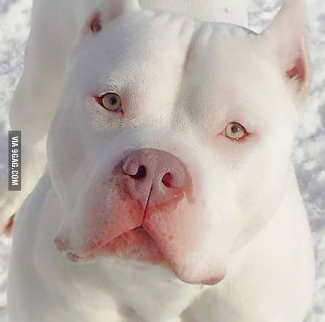 white pitbull