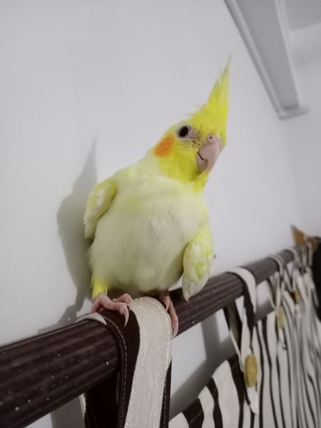 Old cockatiel best sale