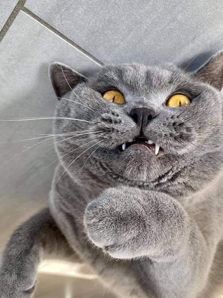 I've touched his belly again :')