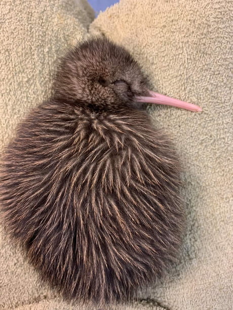 Baby Kiwi 9gag