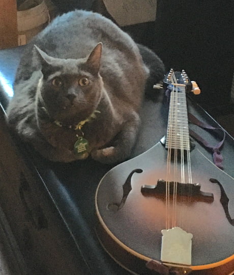 Best Funny mandolin Memes - 9GAG