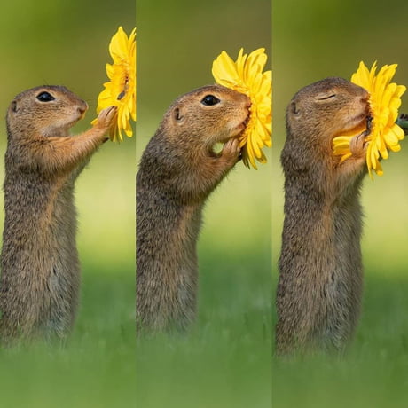 do prairie dogs smell