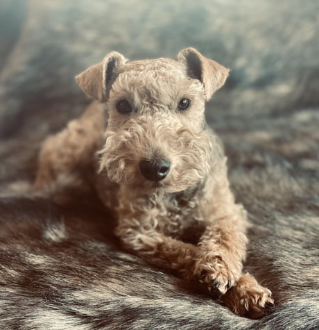 are lakeland terrier puppies lazy