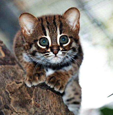 Rusty Spotted Cat and it's the world smallest cat which is only the size of  an 8 week old kitten. It's native in the forests of India and Sri Lanka. -  9GAG