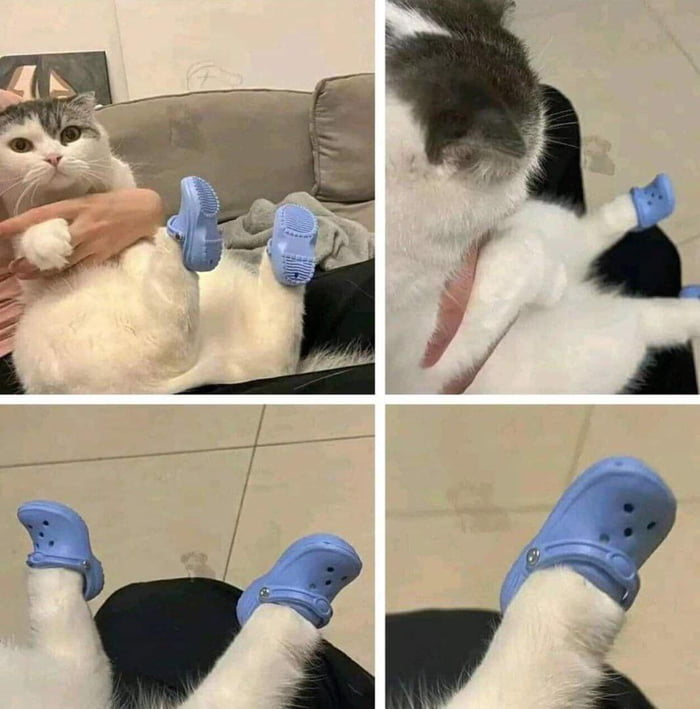 Cat In Crocs 9GAG