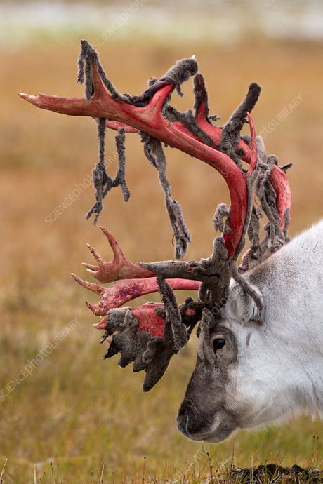 Reindeer shed their antlers during fall first the soft velvety