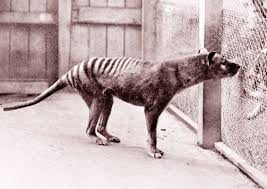 Plans to resurrect the Tasmanian tiger in the works, extinct since the 1930's, advancements in technology have made it possible and feasible.