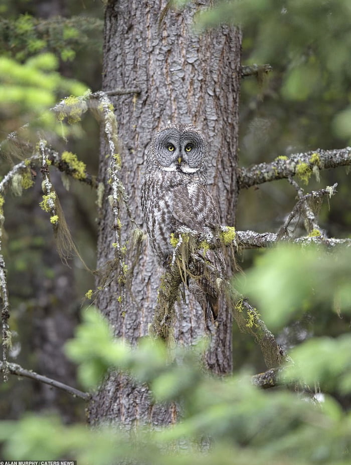 The trees have eyes 9GAG