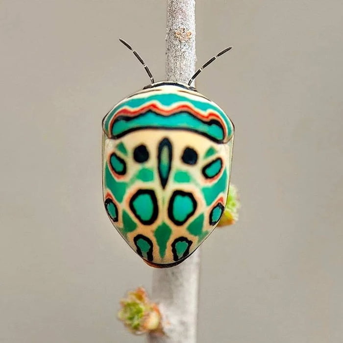 Picasso Bug aka Zulu Hud Bug (Sphaerocoris annulus), native to tropical and subtropical Africa