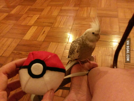 pidgeotto plush