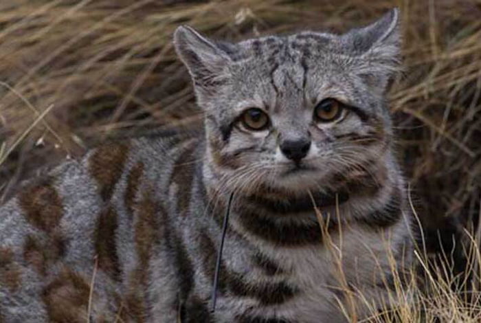 Andean mountain cat - 9GAG