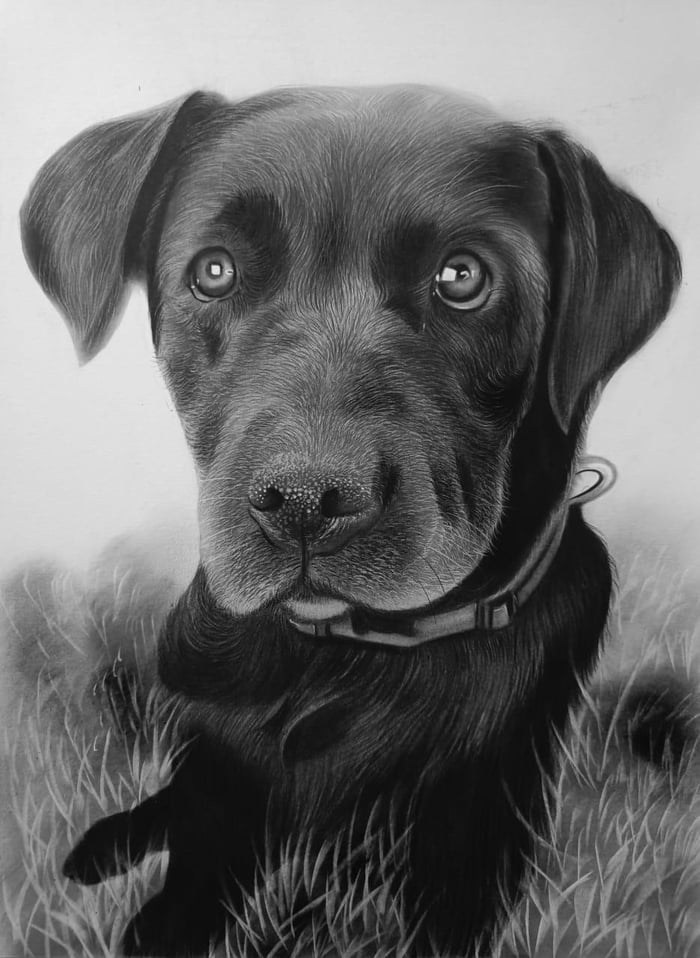 Handmade charcoal pencil portrait of a dog commission artwork for mg ...