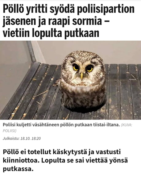 sad baby owl meme